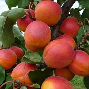 Kajsija Kečkemetska ruža