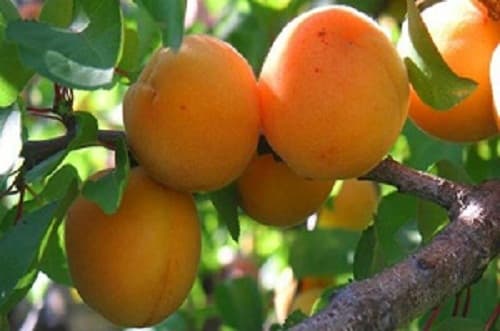 Kajsija Novosadska rana