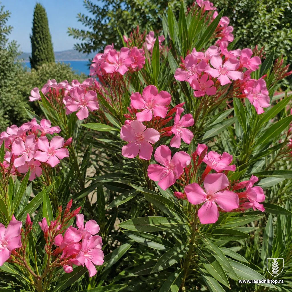 Oleander